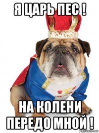 я царь пес ! на колени передо мной !