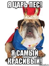 я царь пес! я самый красивый!