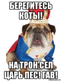 берегитесь коты! на трон сел царь пес! гав!