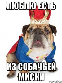 люблю есть из собачьей миски