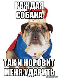 каждая собака так и норовит меня ударить