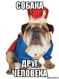 собака друг человека