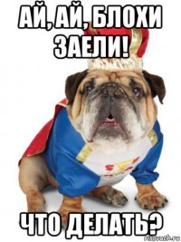 ай, ай, блохи заели! что делать?