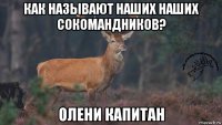 как называют наших наших сокомандников? олени капитан