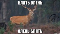 блять олень олень блять