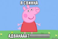 я свинка адвакааат!!!!!!!!!!!!!!!!!