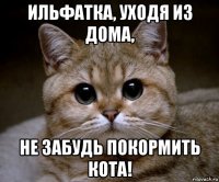 ильфатка, уходя из дома, не забудь покормить кота!