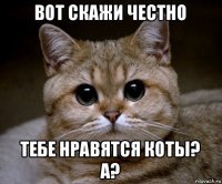 вот скажи честно тебе нравятся коты? а?