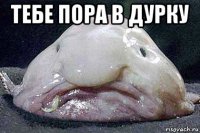 тебе пора в дурку 