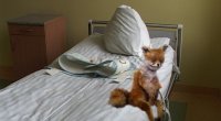 Все мемы Психбольница и упоротый лис