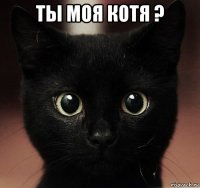 ты моя котя ? 