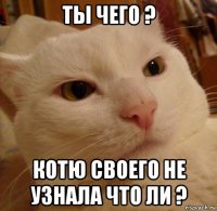 ты чего ? котю своего не узнала что ли ?