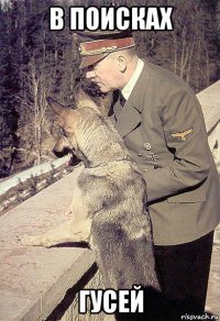 в поисках гусей
