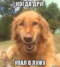 когда друг упал в лужу