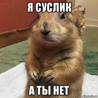 я суслик а ты нет