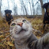 Создать мем Аооа
