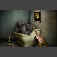 Создать мем Год обезьяны