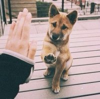  спасибо за внимание!, Мем Собака друг человека