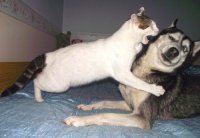 жестокий кот…®™, Мем ЖЕСТОКИЙ