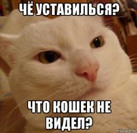 чё уставилься? что кошек не видел?