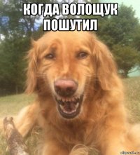 когда волощук пошутил 