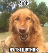 что? ну ты шутник.