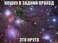 кошку в задний проход это круто