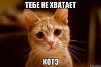 тебе не хватает котэ