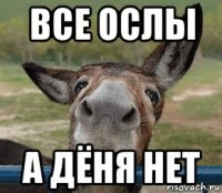 все ослы а дёня нет