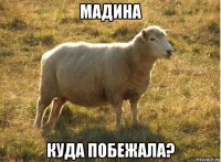 мадина куда побежала?