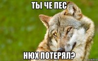 ты че пес нюх потерял?