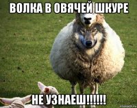 волка в овячей шкуре не узнаеш!!!!!!