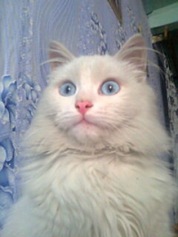 Создать мем Мама мияу