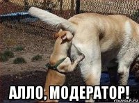  алло, модератор!