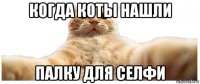 когда коты нашли палку для селфи