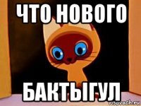 что нового бактыгул