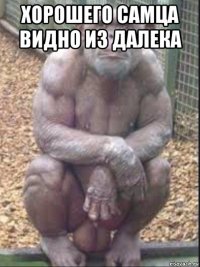 хорошего самца видно из далека 