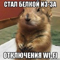 стал белкой из-за отключения wi-fi