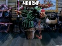 чвосир 