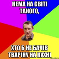 нема на світі такого, хто б не бачів тваріну на кухні