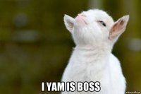  i yam is boss