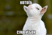 котоёб сука уёбок