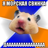 я морская свинка даааааааааааааааа