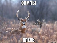 сам ты олень