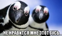  не нравится мне этот гусь