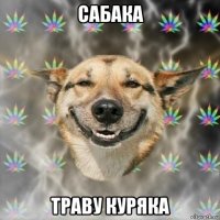 сабака траву куряка