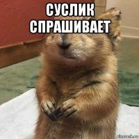 суслик спрашивает 