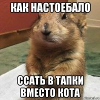 как настоебало ссать в тапки вместо кота