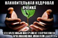 накопительная кедровая ячейка это надежный инструмент сохранения и приумножения капитала