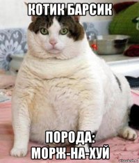 котик барсик порода: морж-на-хуй